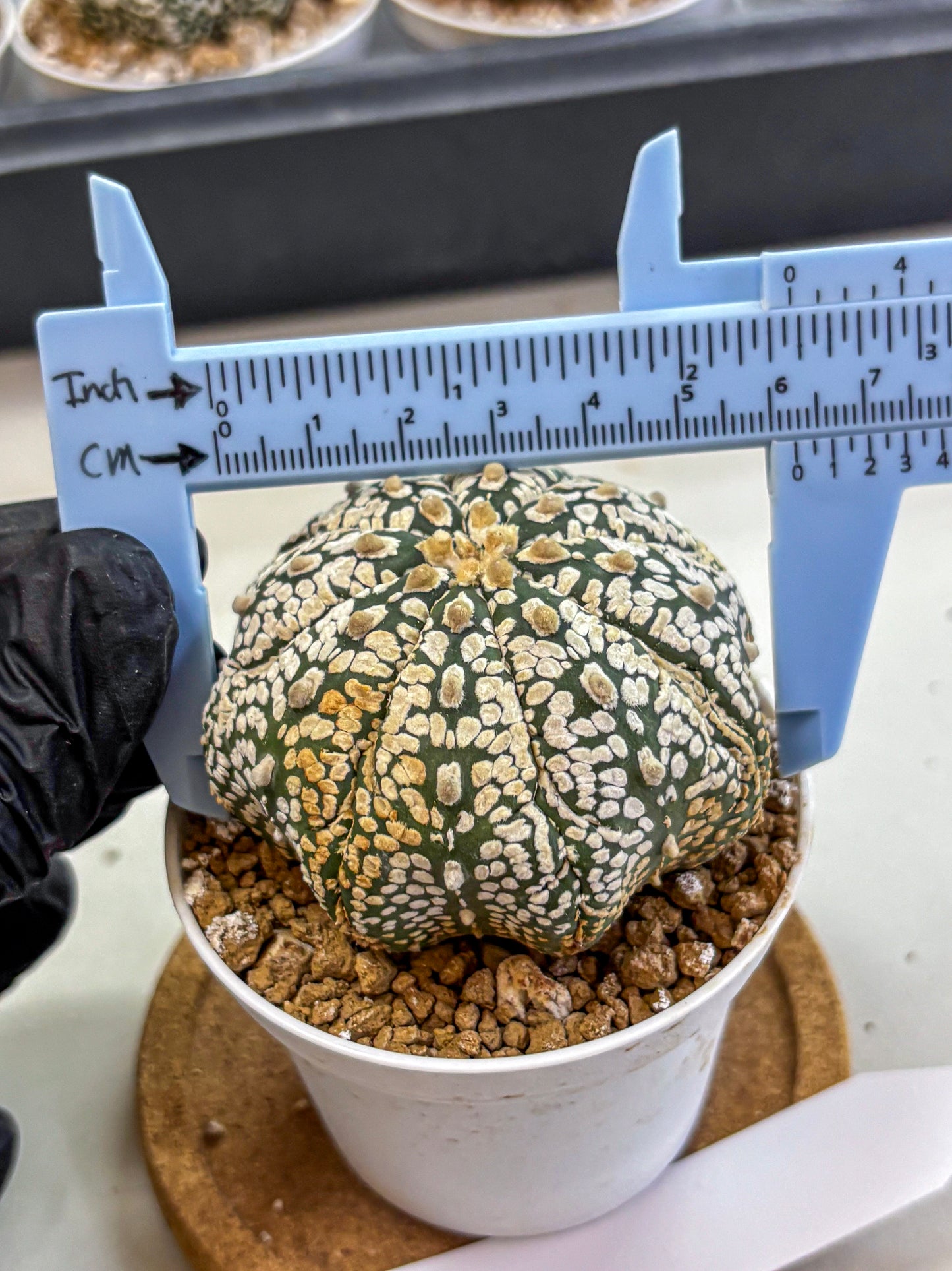 Astrophytum Super Kabuto (at1) (18) | Collection Plant | Rare Cactus