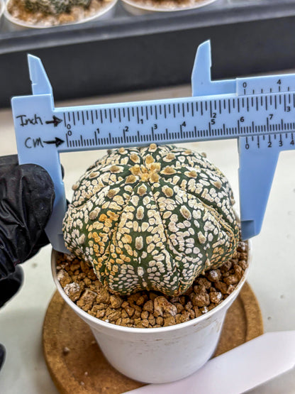 Astrophytum Super Kabuto (at1) (18) | Collection Plant | Rare Cactus