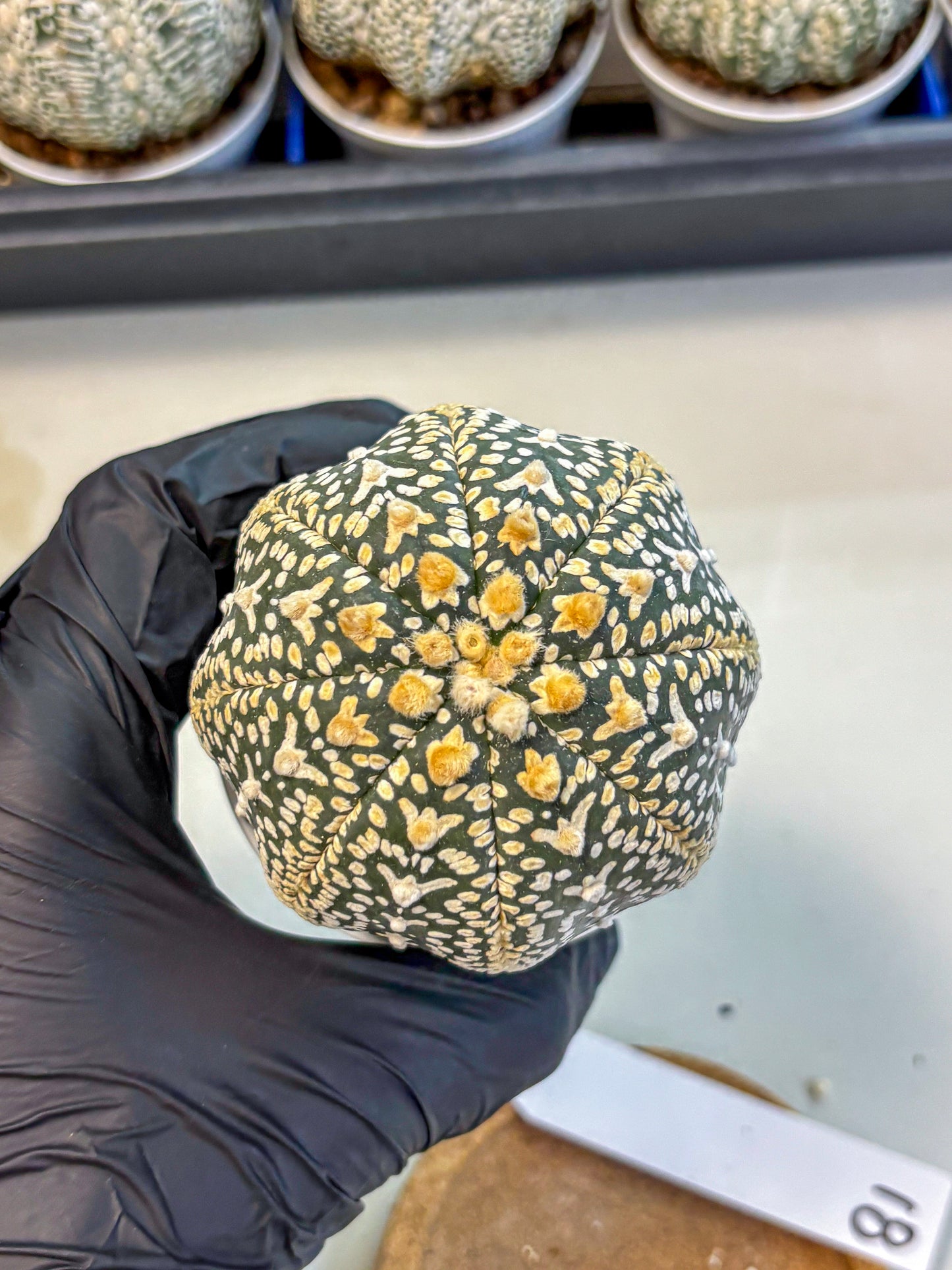 Astrophytum V Type (at4) (18) | Star Cactus