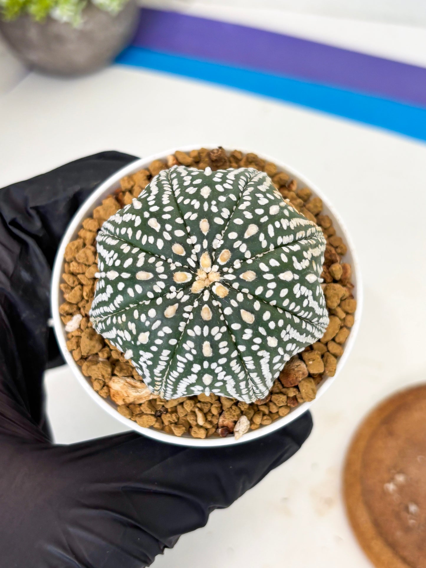 Astrophytum Star Shape (at3) (g1) | Very Rare Cactus