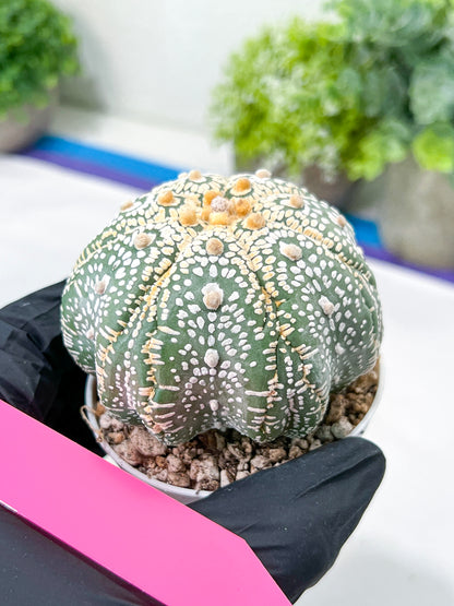 Astrophytum Super Kabuto (#T7A) | Las Vegas Botanical Shop | 3" Pot
