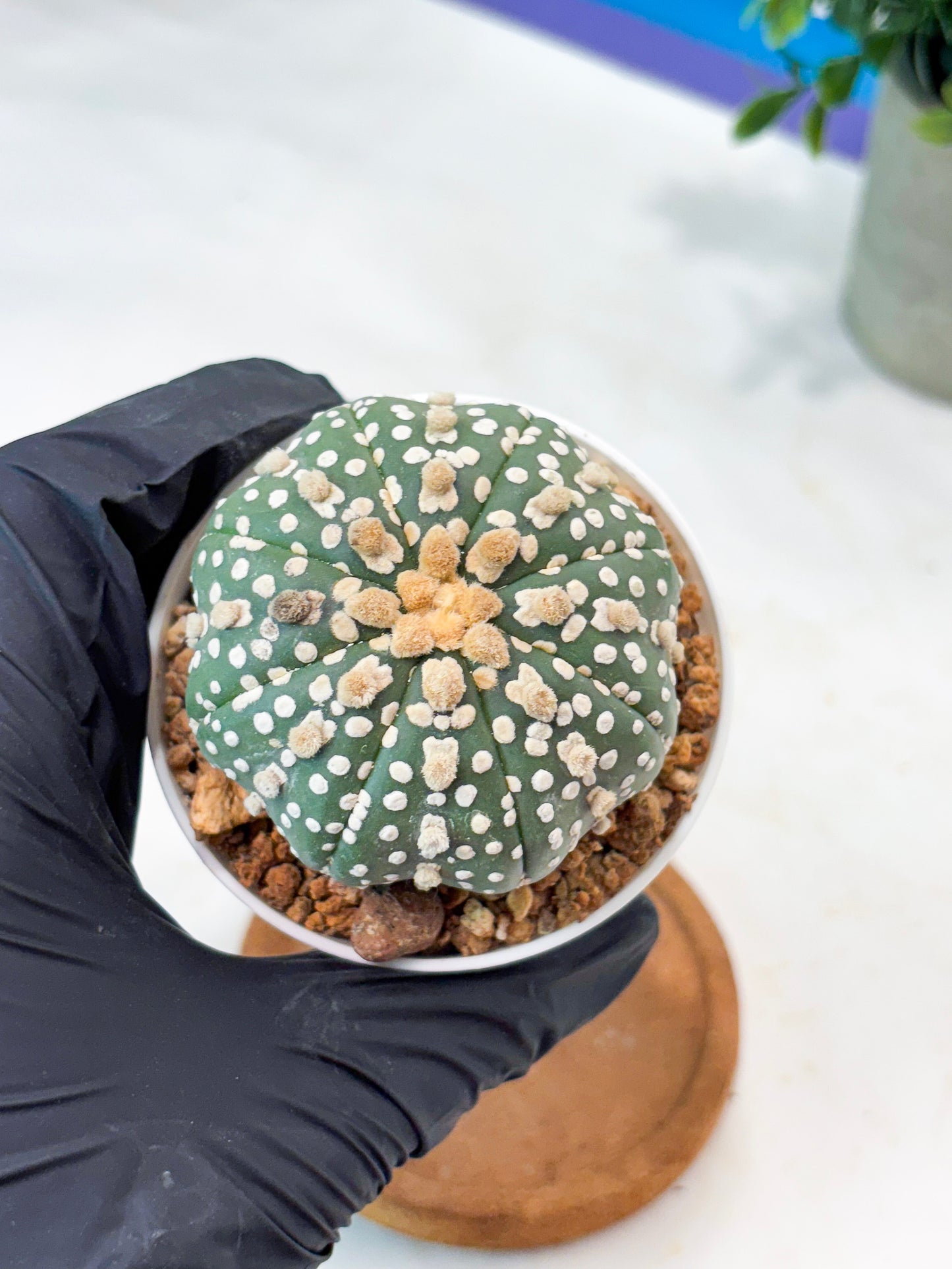 Astrophytum Superkabuto (T9) (r4) | Las Vegas Plant Shop