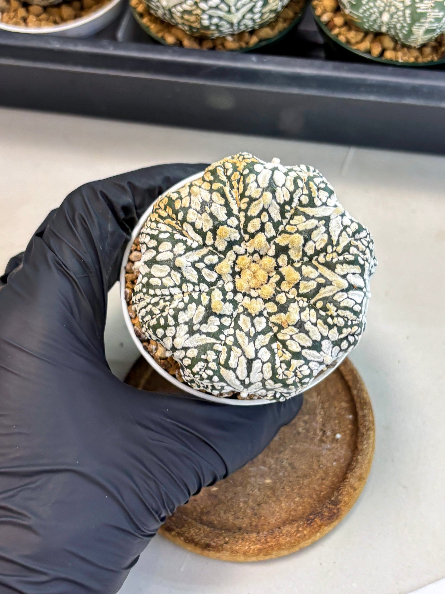Astrophytum V-Type (at6) (b2) | Rare Star Cactus