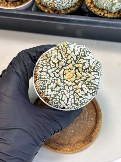 Astrophytum V-Type (at6) (b2) | Rare Star Cactus