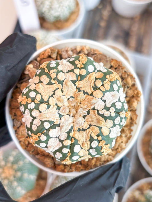 Astrophytum Super Kabuto (t12) (r6) | 3" Pot