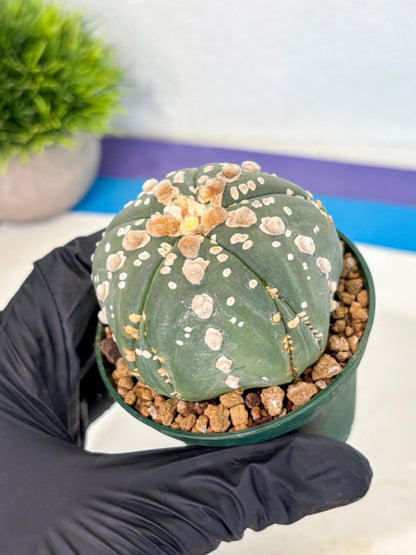 Astrophytum 5-Ribs (at7) (r4) | Living Rocks