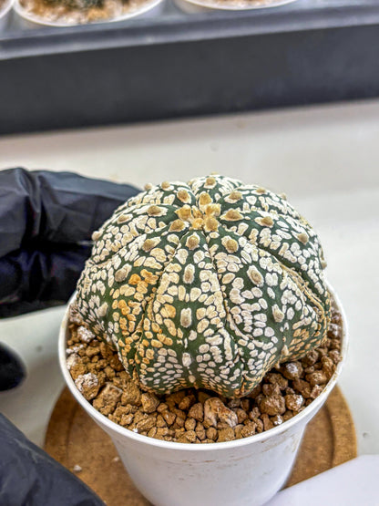 Astrophytum Super Kabuto (at1) (18) | Collection Plant | Rare Cactus