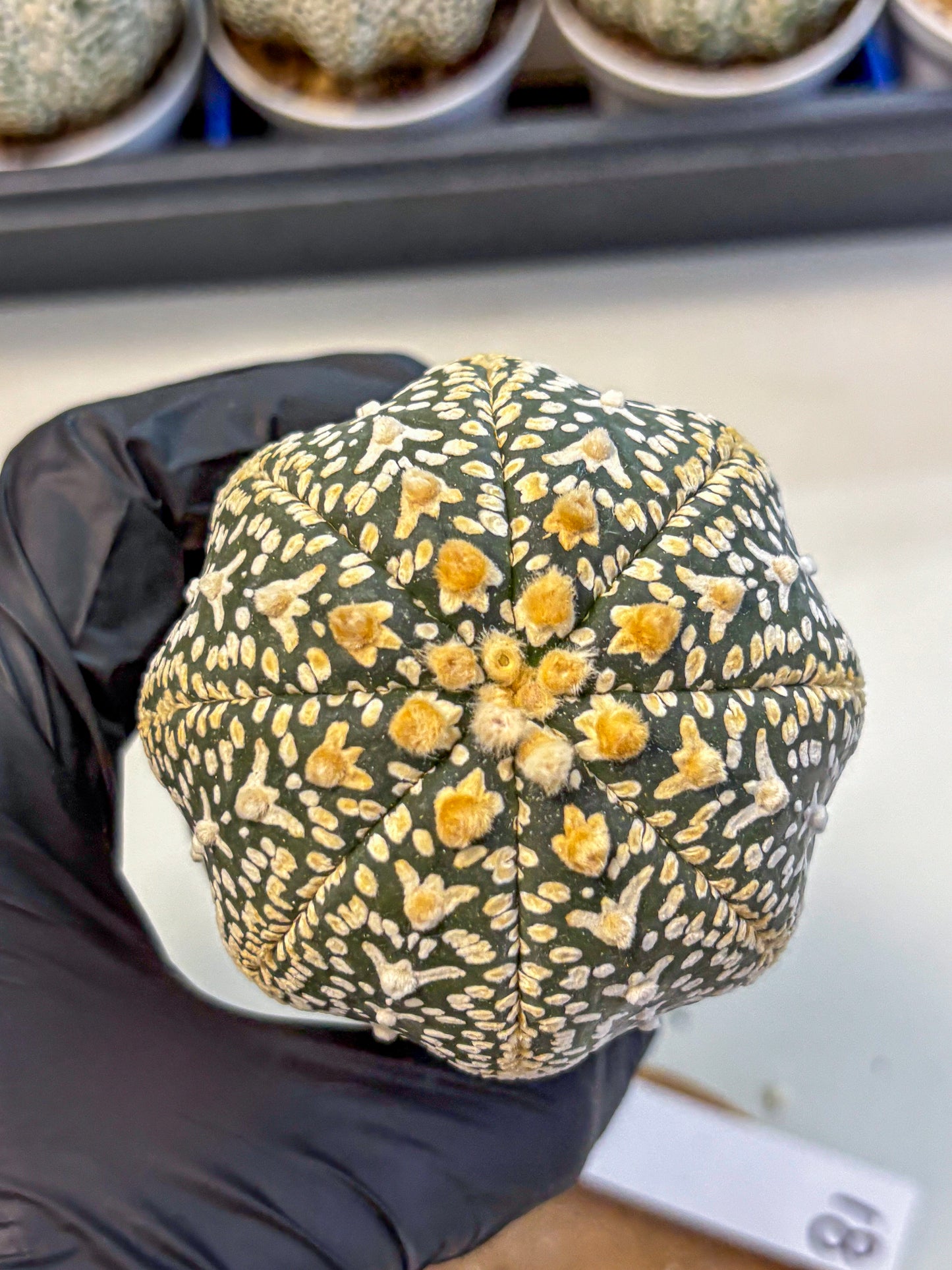 Astrophytum V Type (at4) (18) | Star Cactus