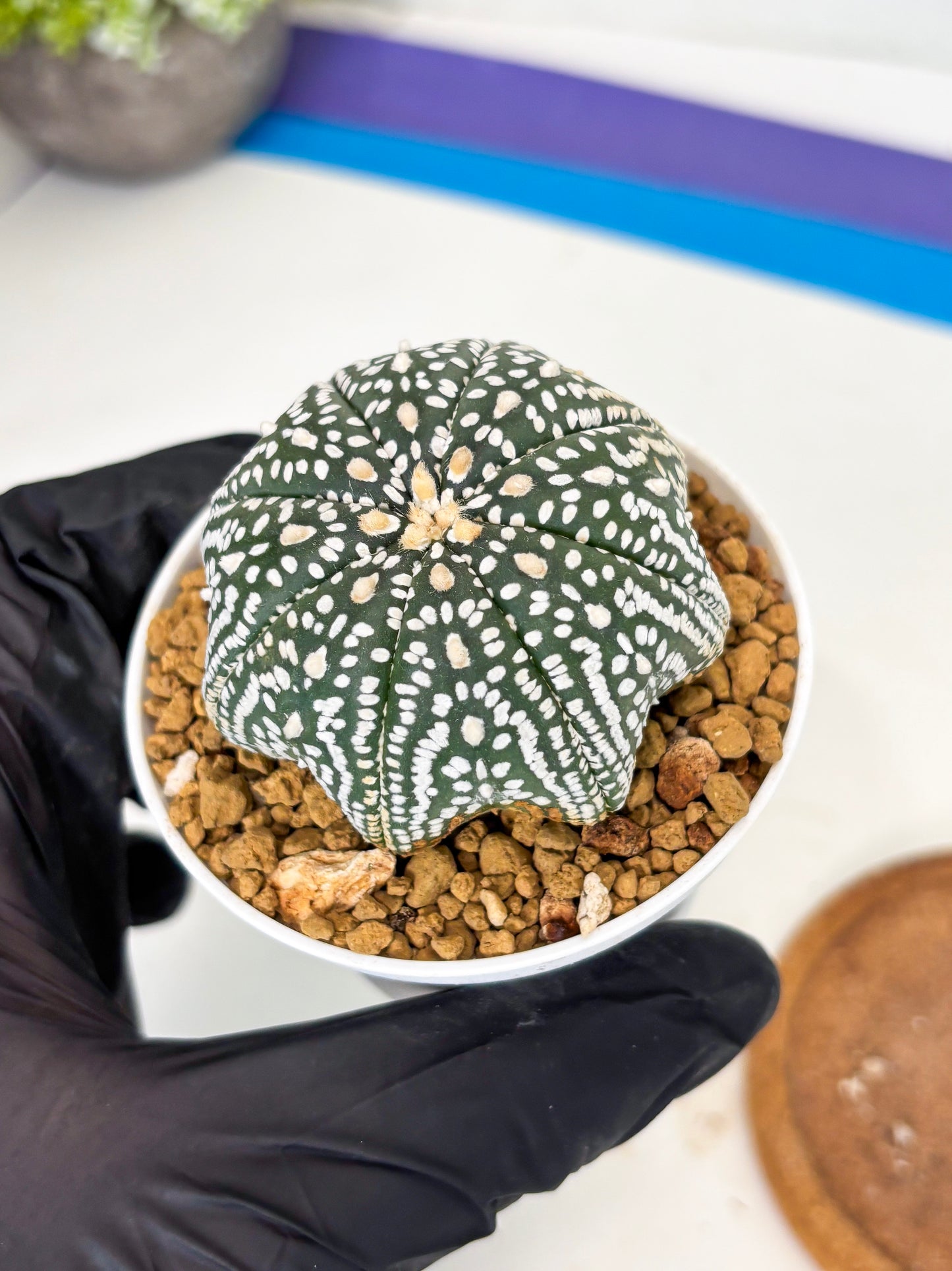 Astrophytum Star Shape (at3) (g1) | Very Rare Cactus