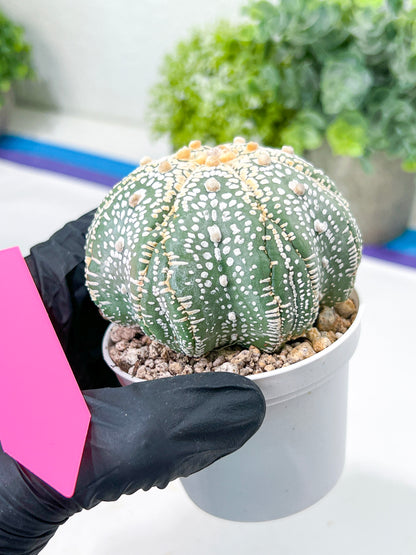 Astrophytum Super Kabuto (#T7A) | Las Vegas Botanical Shop | 3" Pot