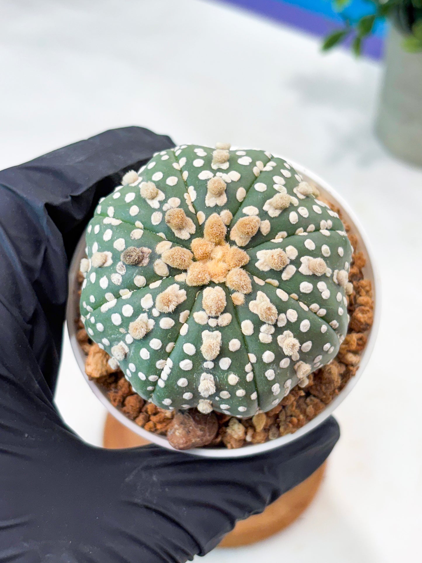 Astrophytum Superkabuto (T9) (r4) | Las Vegas Plant Shop