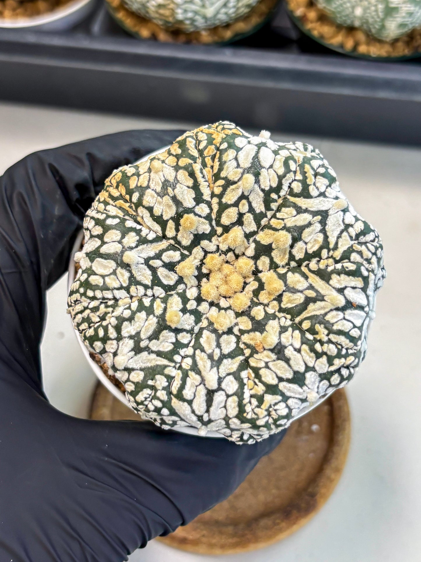 Astrophytum V-Type (at6) (b2) | Rare Star Cactus