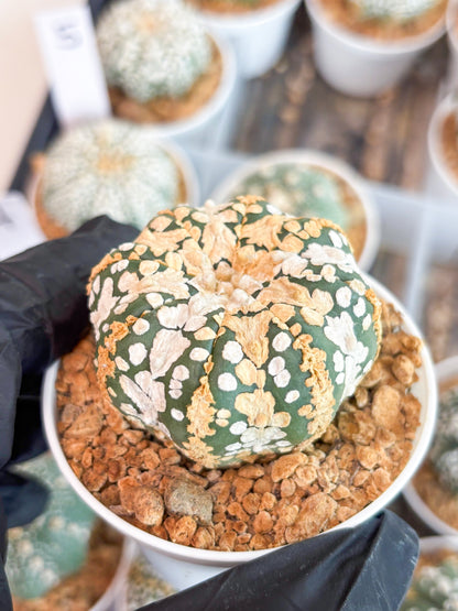 Astrophytum Super Kabuto (t12) (r6) | 3" Pot