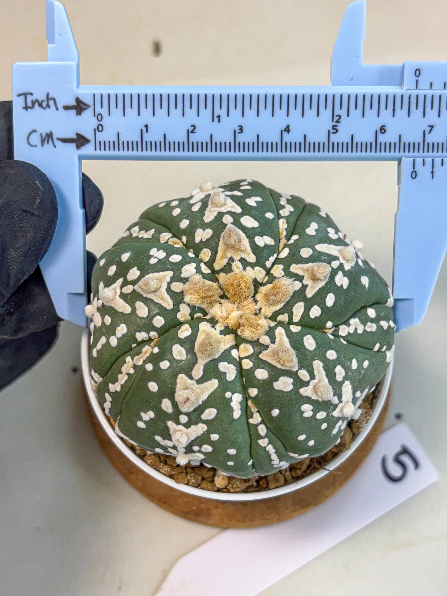 Astrophytum 5-Ribs (at7) (r5) | Living Rocks