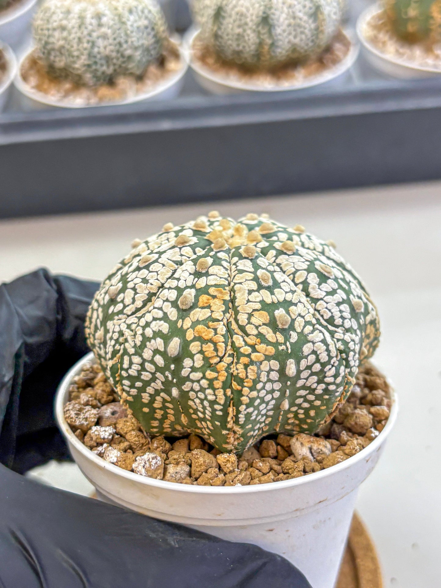 Astrophytum Super Kabuto (at1) (18) | Collection Plant | Rare Cactus