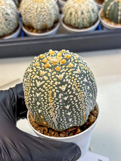 Astrophytum V Type (at4) (18) | Star Cactus