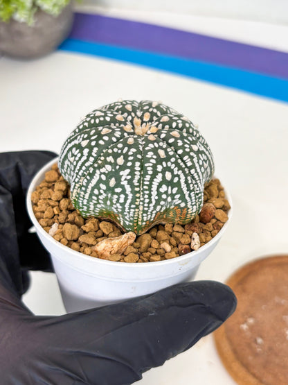 Astrophytum Star Shape (at3) (g1) | Very Rare Cactus