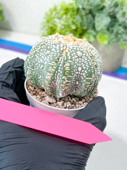 Astrophytum Super Kabuto (#T7A) | Las Vegas Botanical Shop | 3" Pot