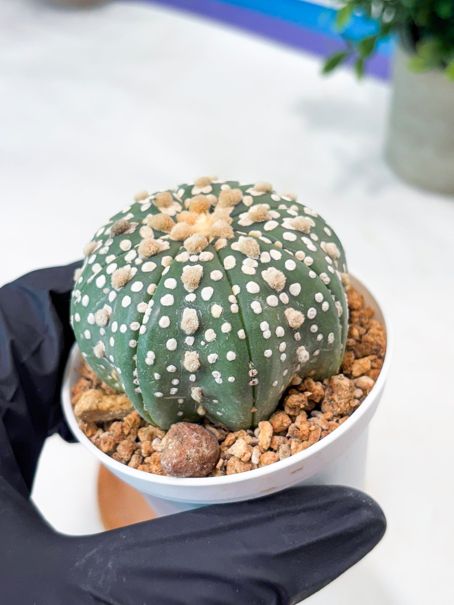 Astrophytum Superkabuto (T9) (r4) | Las Vegas Plant Shop