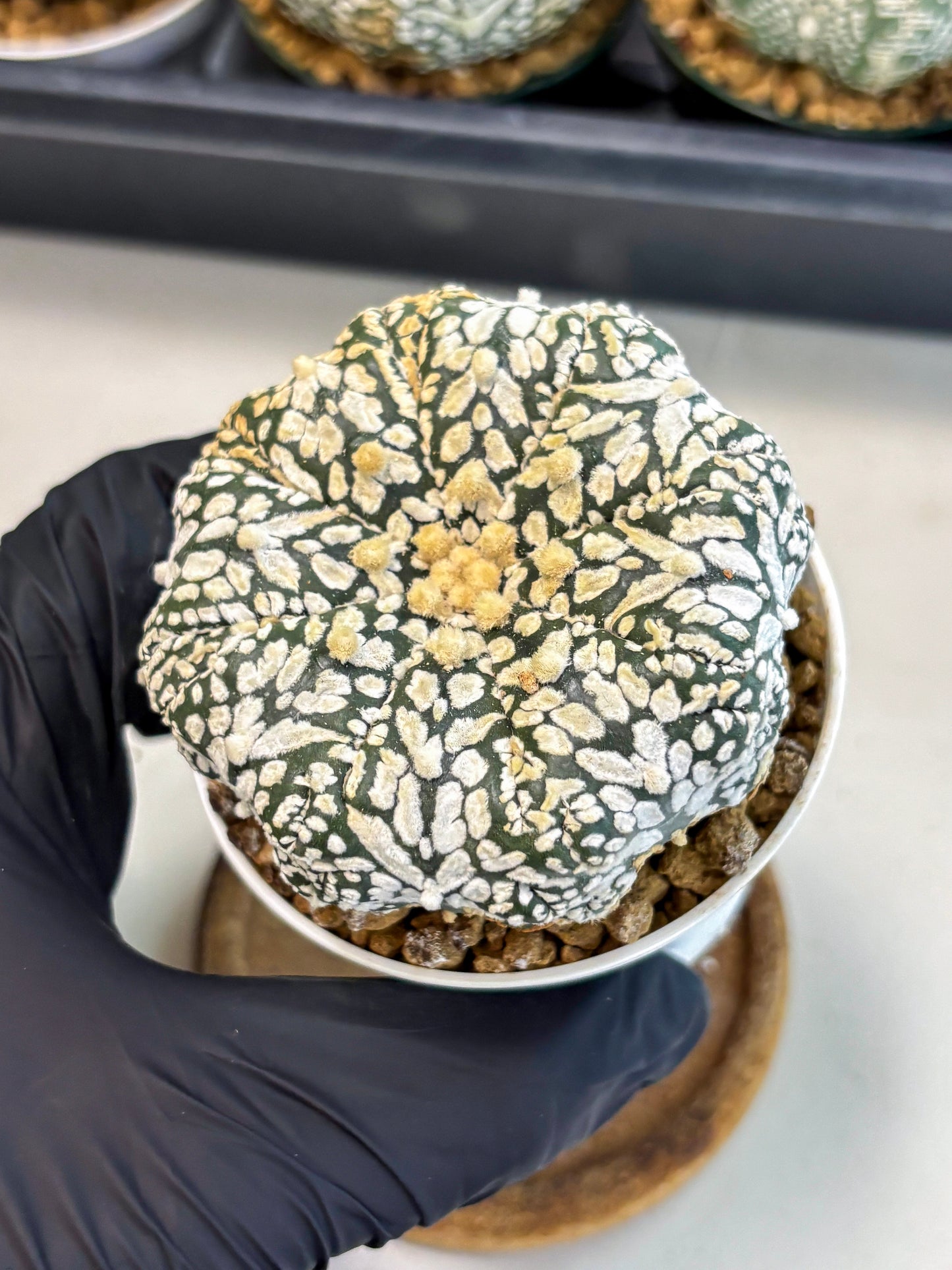 Astrophytum V-Type (at6) (b2) | Rare Star Cactus