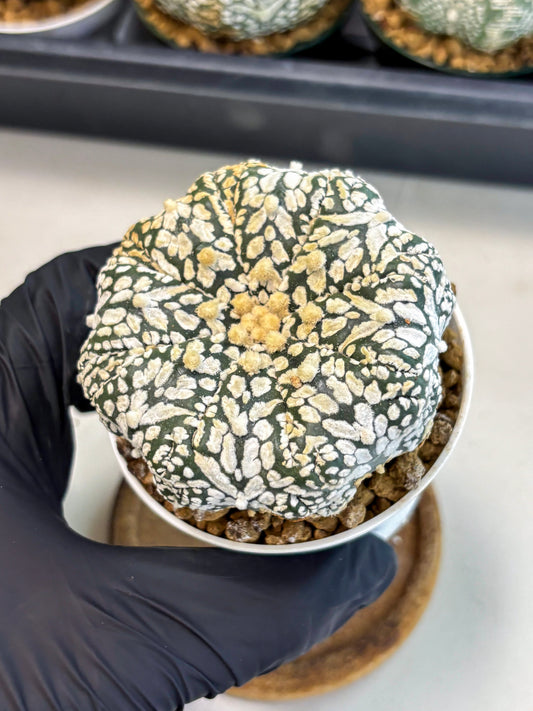Astrophytum V-Type (at6) (b2) | Rare Star Cactus