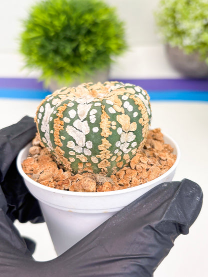 Astrophytum Super Kabuto (t12) (r6) | 3" Pot