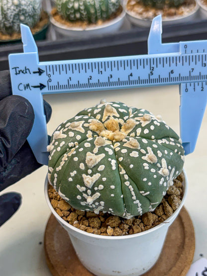 Astrophytum 5-Ribs (at7) (r5) | Living Rocks
