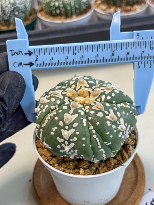 Astrophytum 5-Ribs (at7) (r5) | Living Rocks