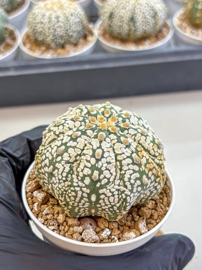 Astrophytum Super Kabuto (at1) (18) | Collection Plant | Rare Cactus