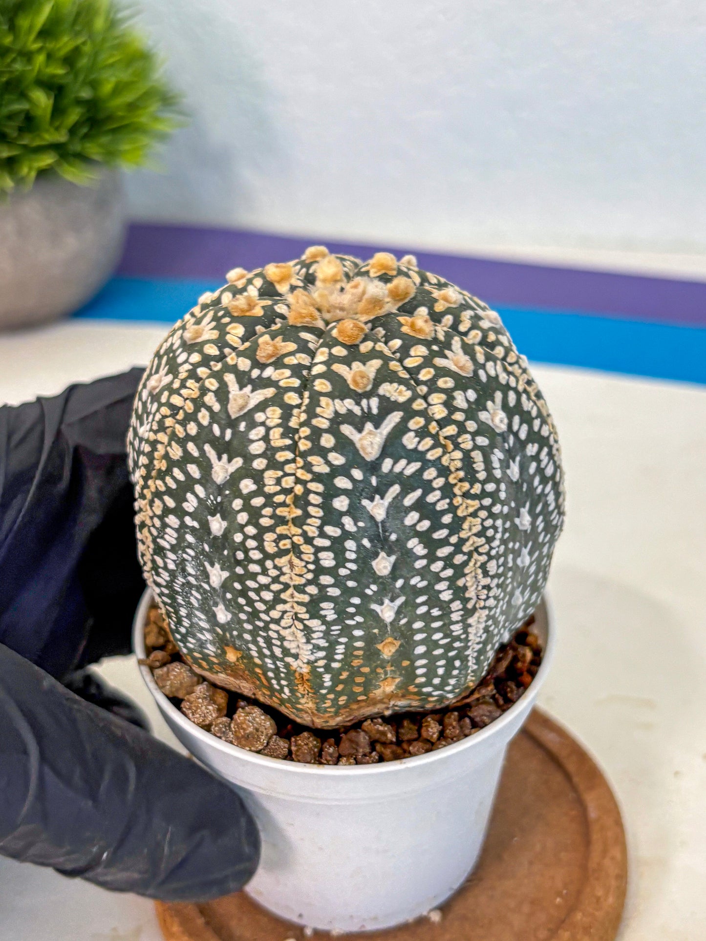 Astrophytum V Type (at4) (18) | Star Cactus