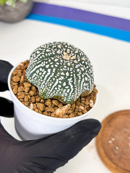 Astrophytum Star Shape (at3) (g1) | Very Rare Cactus