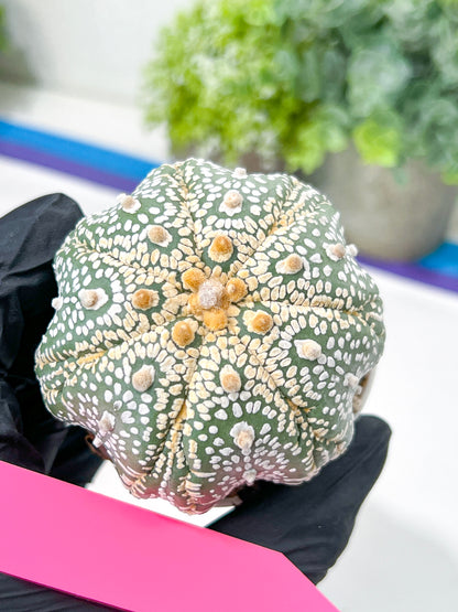 Astrophytum Super Kabuto (#T7A) | Las Vegas Botanical Shop | 3" Pot