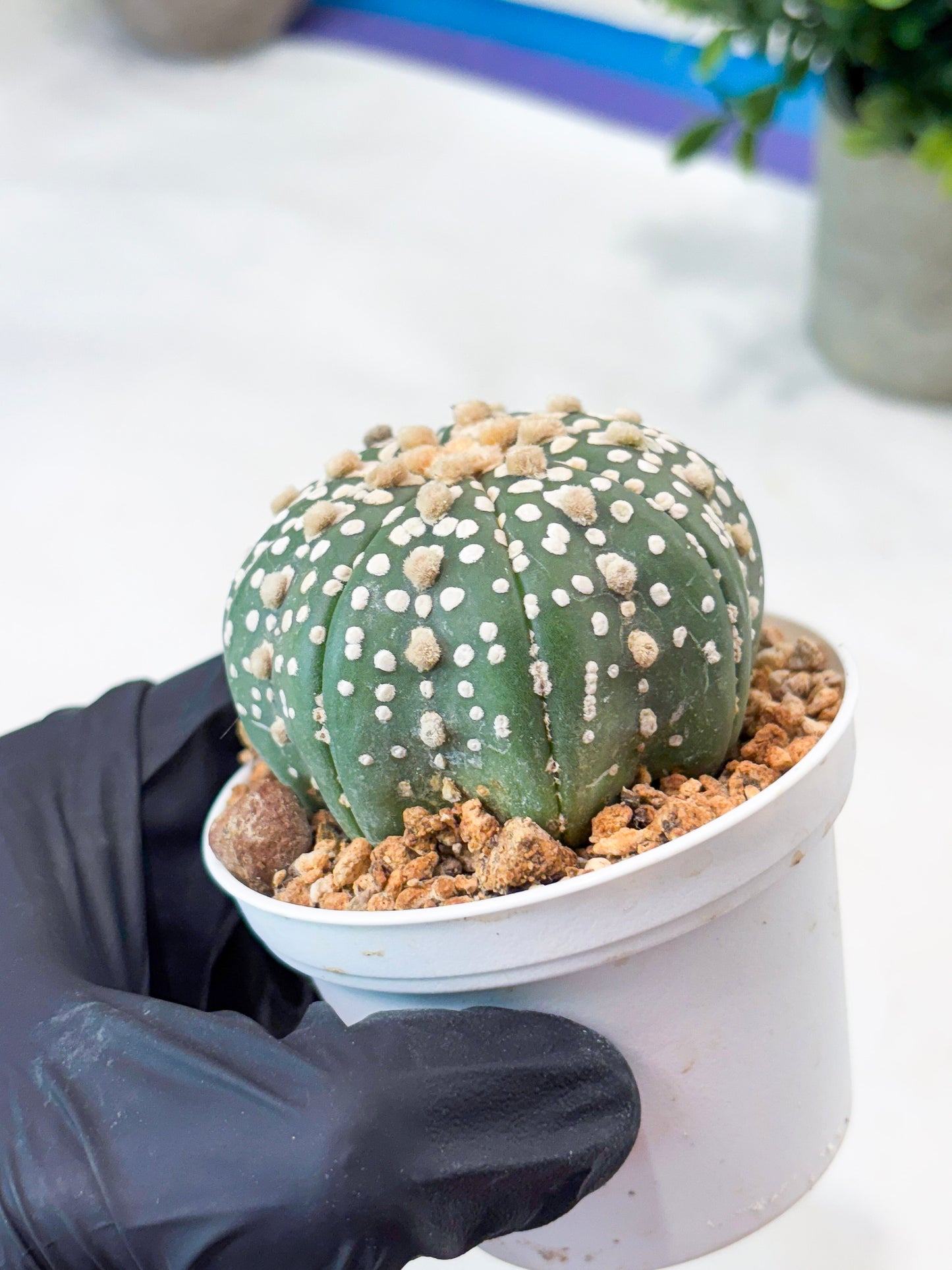 Astrophytum Superkabuto (T9) (r4) | Las Vegas Plant Shop