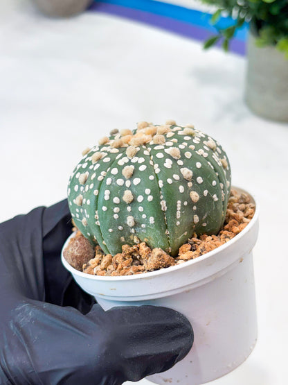 Astrophytum Superkabuto (T9) (r4) | Las Vegas Plant Shop