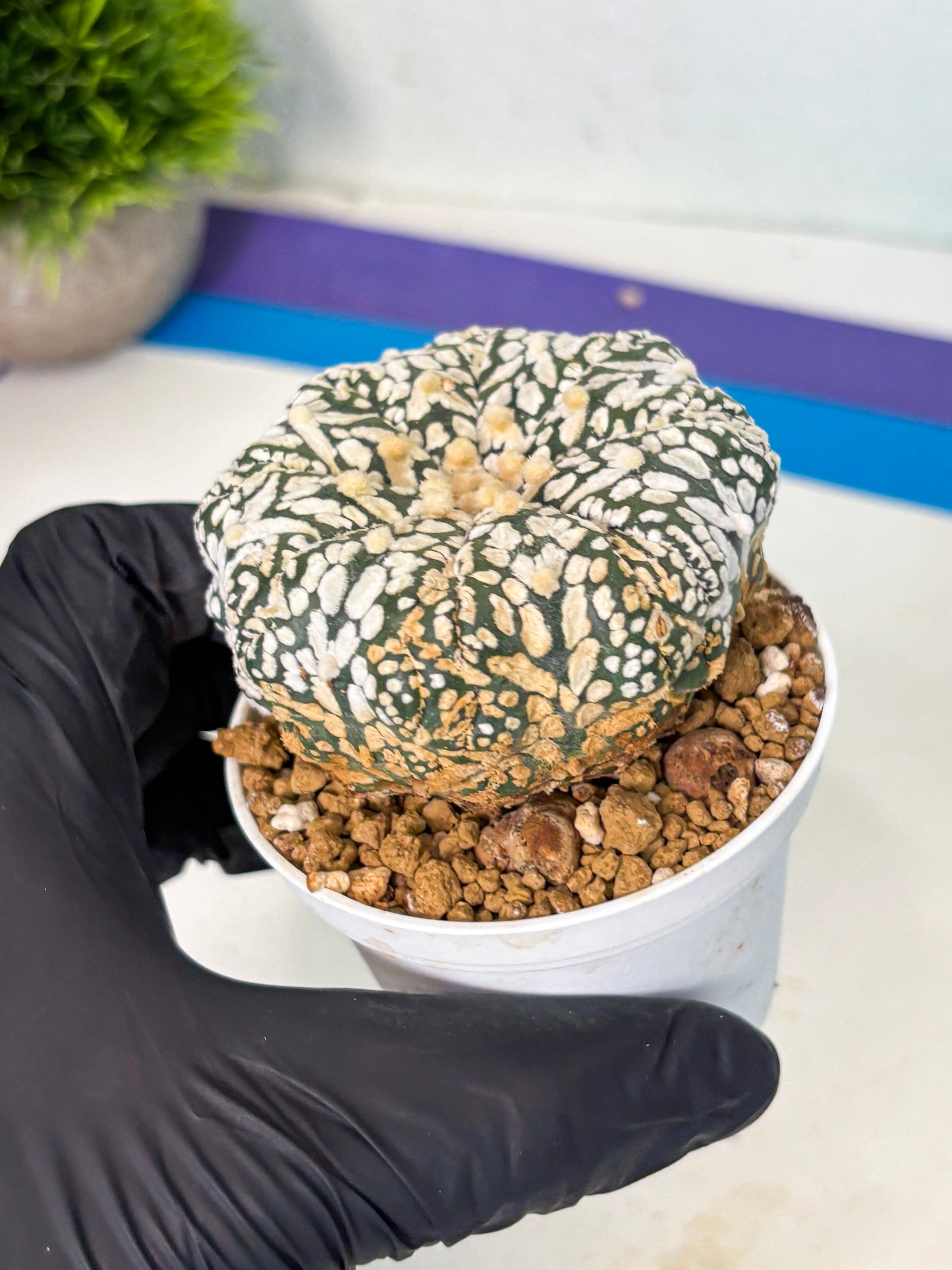 Astrophytum V-Type (at6) (b2) | Rare Star Cactus