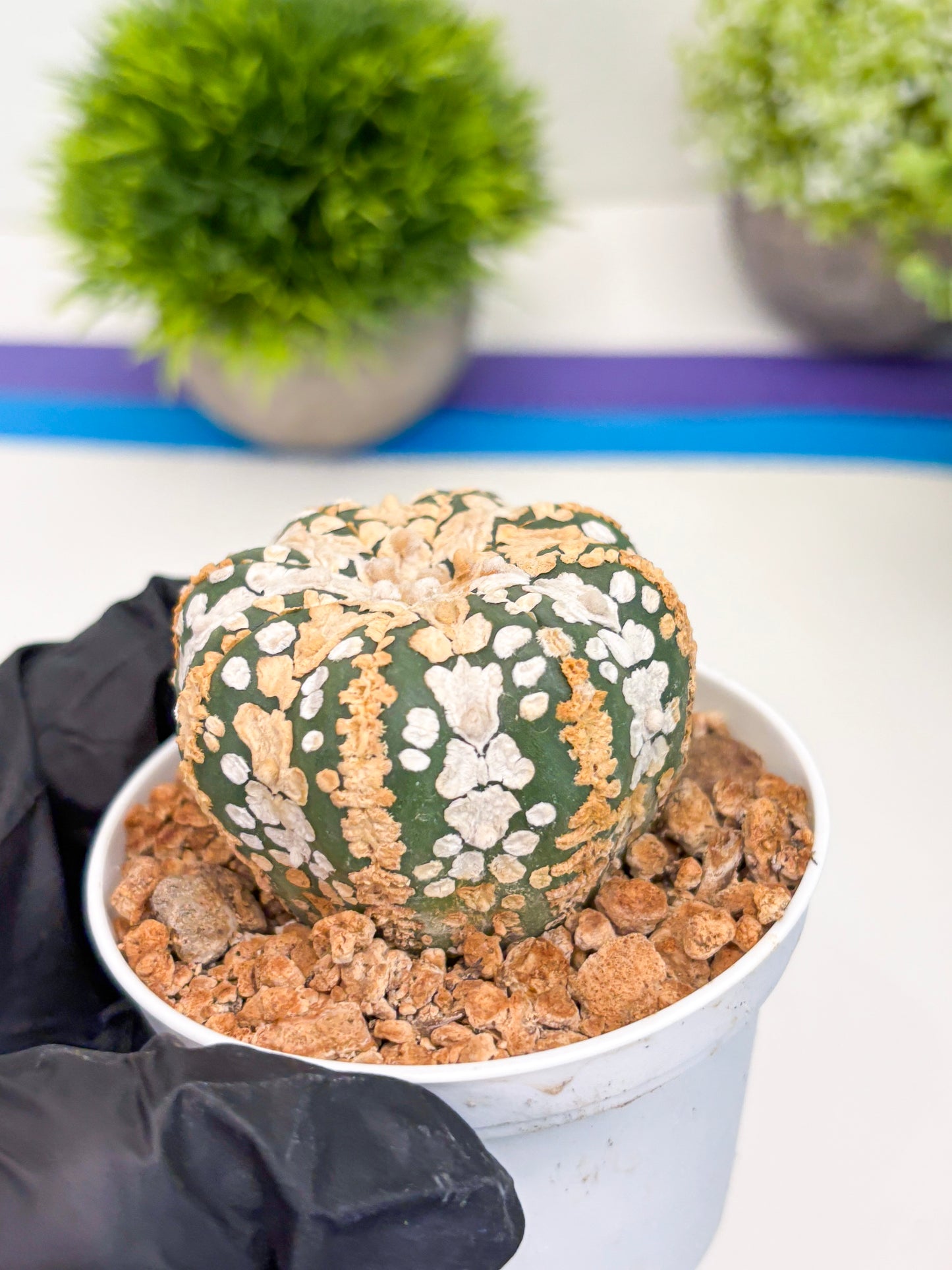 Astrophytum Super Kabuto (t12) (r6) | 3" Pot
