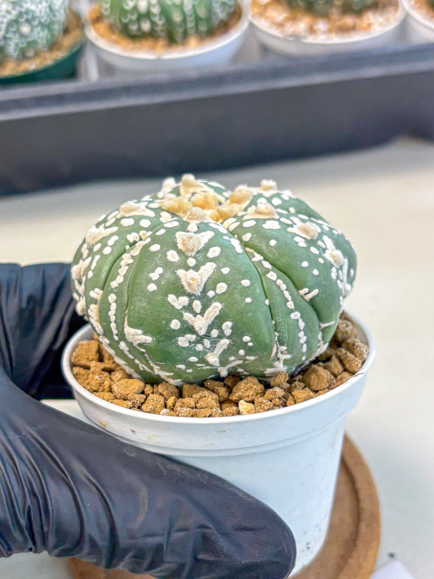 Astrophytum 5-Ribs (at7) (r5) | Living Rocks