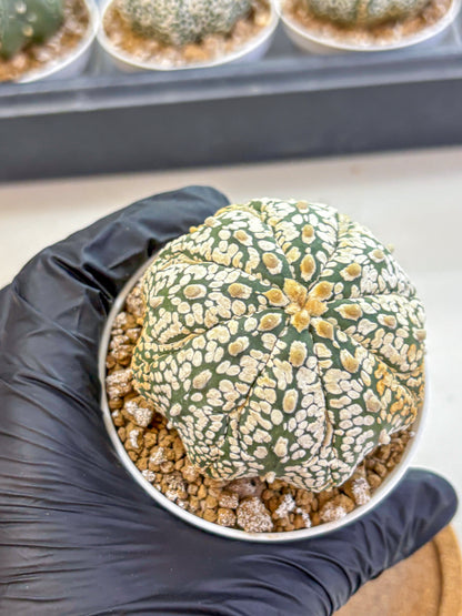 Astrophytum Super Kabuto (at1) (18) | Collection Plant | Rare Cactus