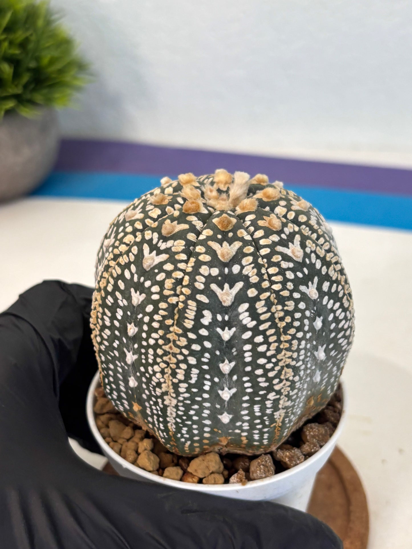 Astrophytum V Type (at4) (18) | Star Cactus