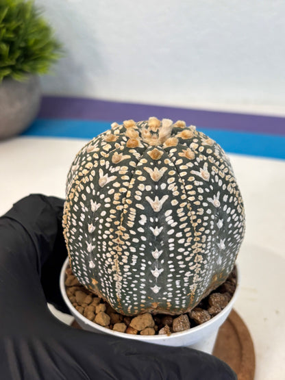 Astrophytum V Type (at4) (18) | Star Cactus