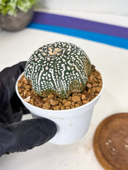 Astrophytum Star Shape (at3) (g1) | Very Rare Cactus