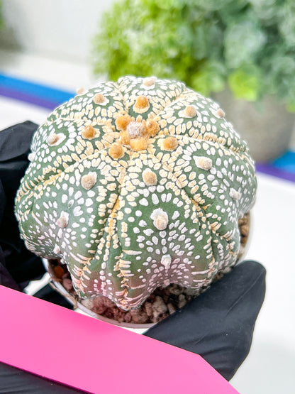 Astrophytum Super Kabuto (#T7A) | Las Vegas Botanical Shop | 3" Pot