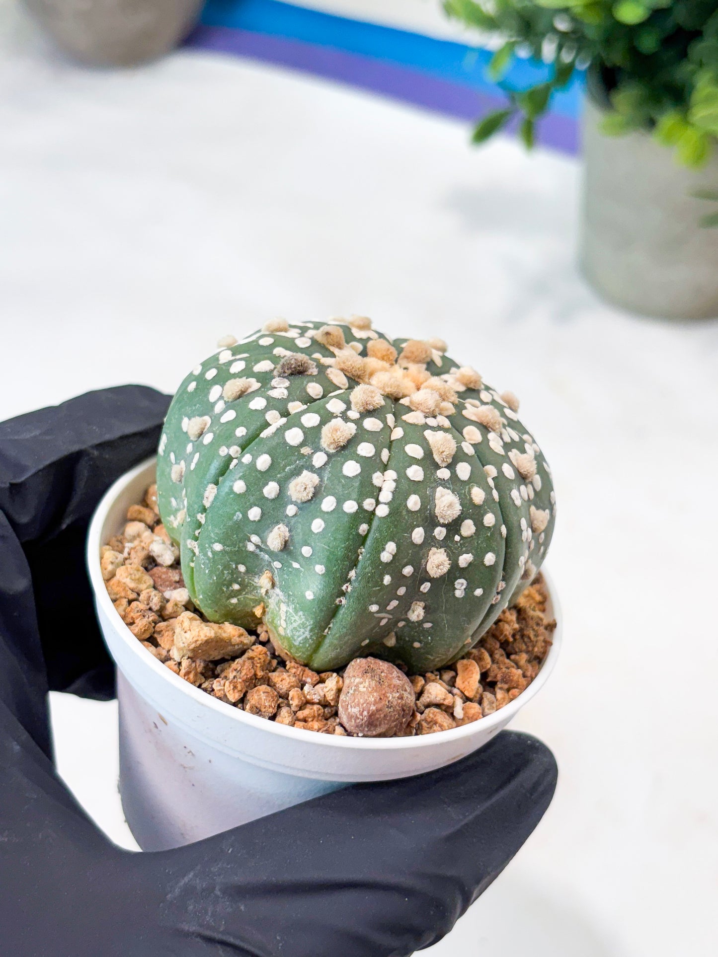 Astrophytum Superkabuto (T9) (r4) | Las Vegas Plant Shop