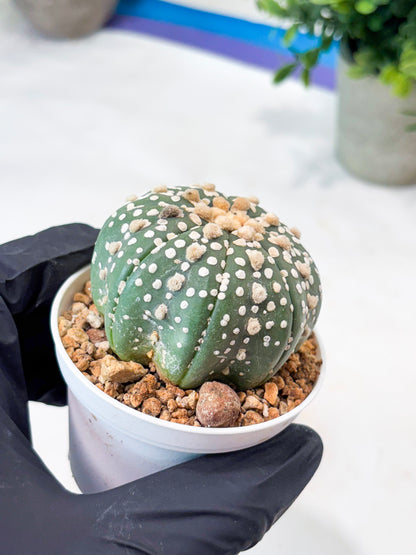 Astrophytum Superkabuto (T9) (r4) | Las Vegas Plant Shop