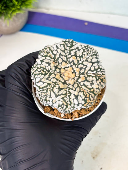 Astrophytum V-Type (at6) (b2) | Rare Star Cactus