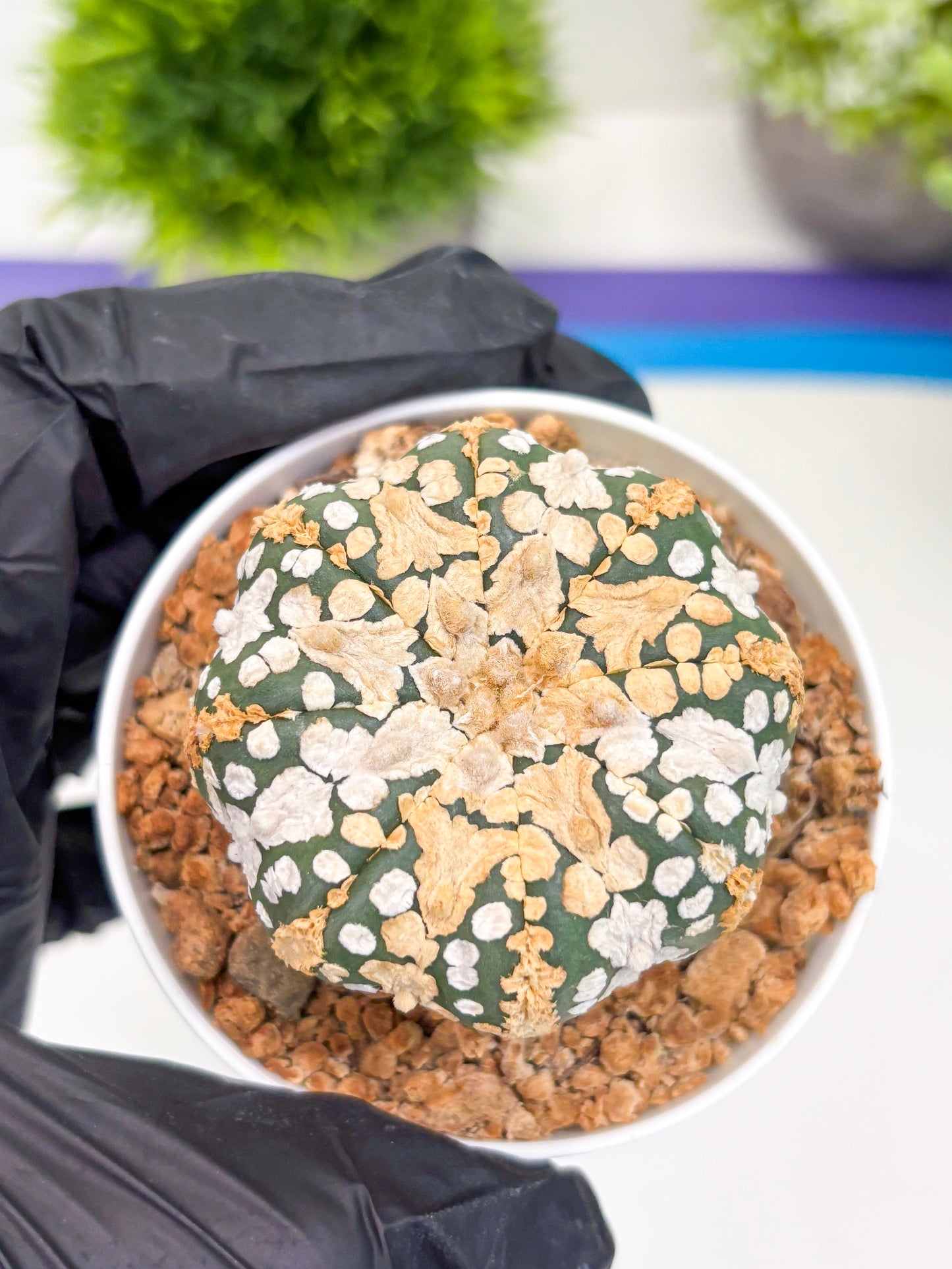 Astrophytum Super Kabuto (t12) (r6) | 3" Pot