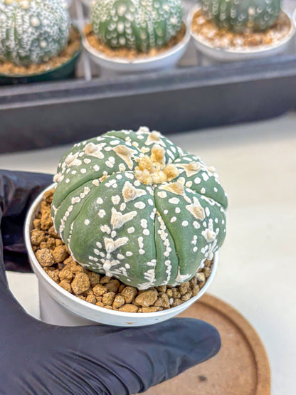Astrophytum 5-Ribs (at7) (r5) | Living Rocks