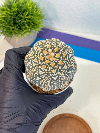 Astrophytum V Type (at4) (18) | Star Cactus
