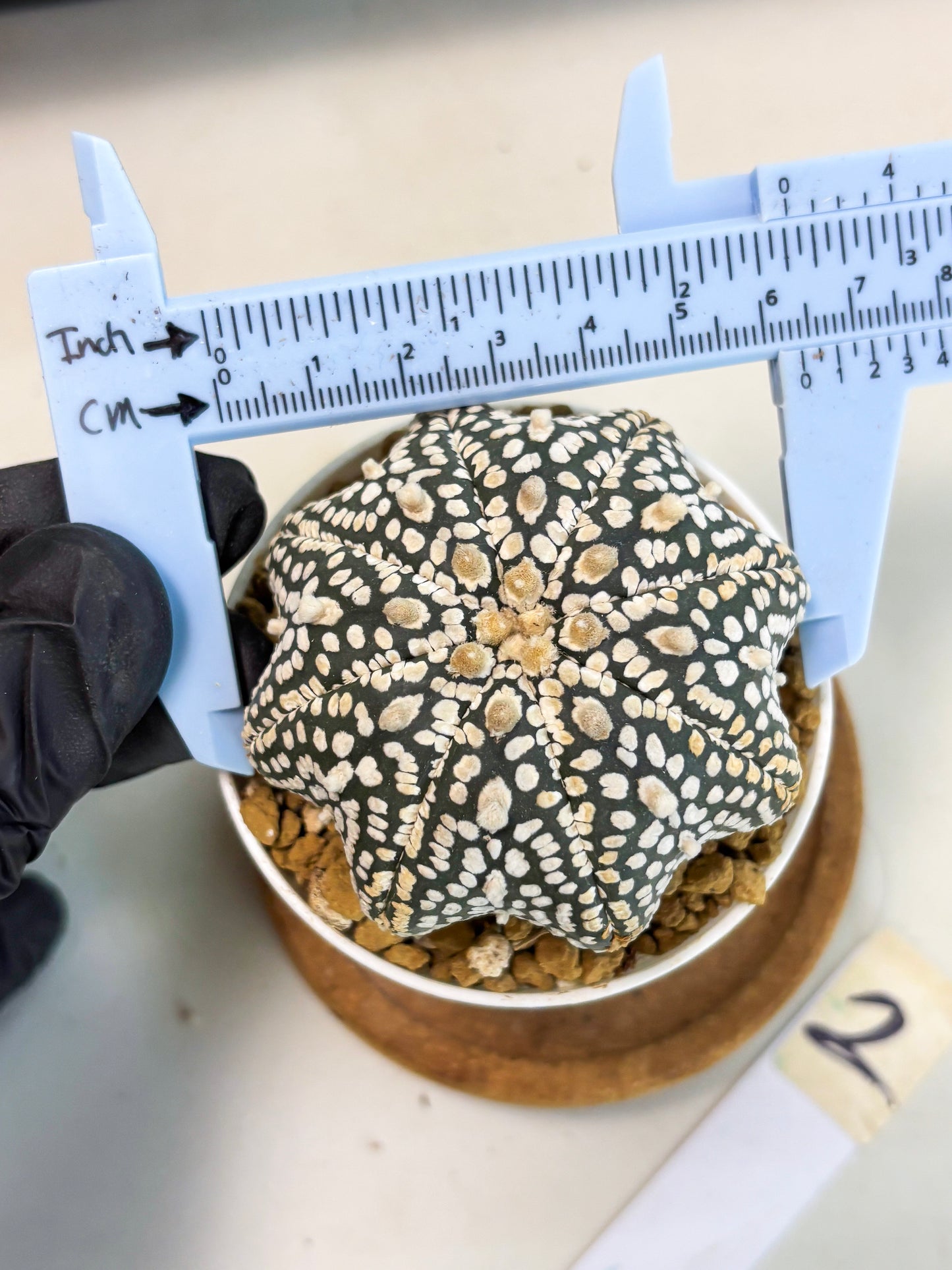 Astrophytum Star Shape (at3) (g2) | Very Rare Cactus