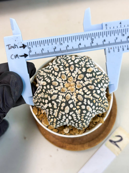 Astrophytum Star Shape (at3) (g2) | Very Rare Cactus